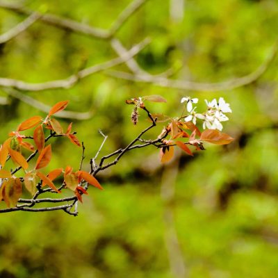 LTC_White Mountain_Spring_2025_411 - edited